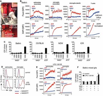 Astrocytes and Microglia Are Resistant to NAD+-Mediated Cell Death Along the ARTC2/P2X7 Axis